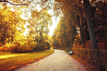 Fall landscape, picturesque September nature. Bench at the fall alley under colorful deciduous fall...