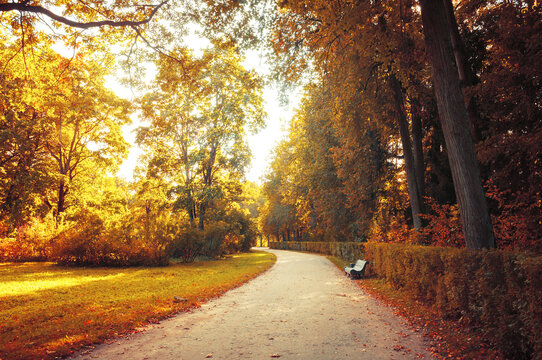 Fall landscape, picturesque September nature. Bench at the fall alley under colorful deciduous fall trees