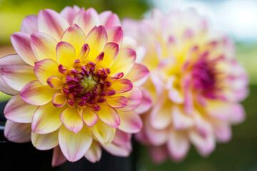 Close up of a large pink and yellow dahlia flower head. Another flowered head blurred in the background.
