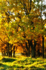 Fototapeta premium Autumn forest landscape. Forest oak tree alley in autumn park, soft focus processing. Colorful autumn forest nature, sunny forest landscape with autumn oak trees