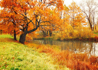 Fototapeta premium Autumn forest landscape. Old yellow oak trees near the forest river in cloudy weather. Soft filter applied, Autumn forest nature