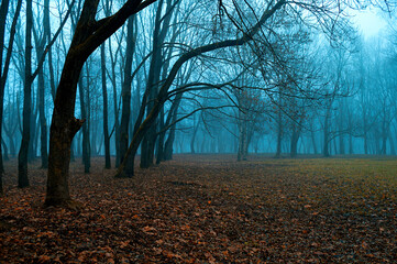 Autumn misterious landscape - foggy forest with bare trees and fallen red autumn leaves