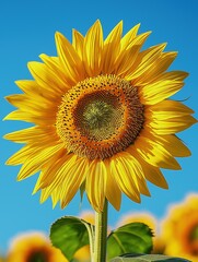 Obraz premium Close-up of vibrant sunflower in full bloom against bright blue sky.