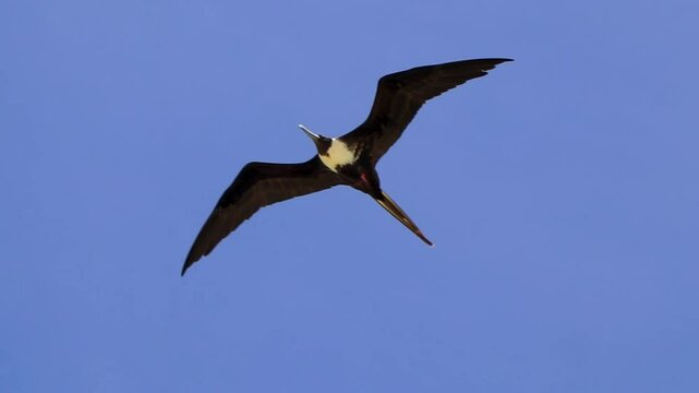 Fregat birds flock fly blue sky clouds background in Mexico.