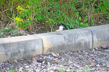 Bicolored Wren 