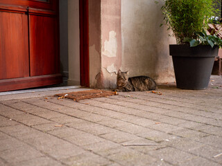 Colmar, France - 09-10-2023 : a cat resting in a yard