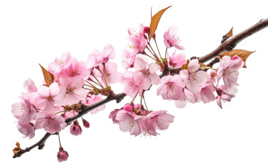 Obraz premium PNG Sakura branches clipping path cherry blossom branches flower plant white background.