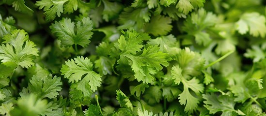 Concept Of Coriander From Top View