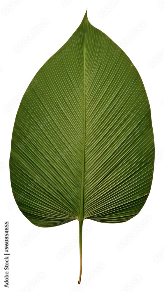 Sticker PNG  Real Pressed a minimal green palm leaf textured flower plant.