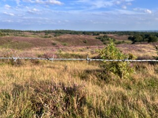 Fototapeta premium Barbed Wire Fence Overlooking Idyllic Rolling Hills with Heather Fields in Veluwezoom on a Sunny Day