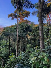 View of the peak of Arenal volcano in the Alajuela province of Costa Rica in the morning	
