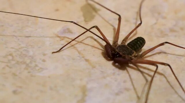 Scorpion spider on the ground cave insect in Mexico.