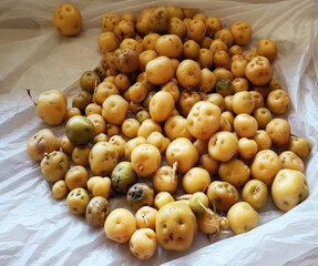 Organically grown Colombian Creole potato. Creole potato harvest.