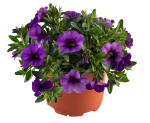 calibrachoa violet blooming flower bush