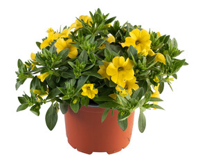 calibrachoa yelow blooming flower bush