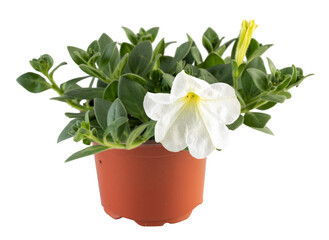 petunia axillaris white blooming big flowers in a pot