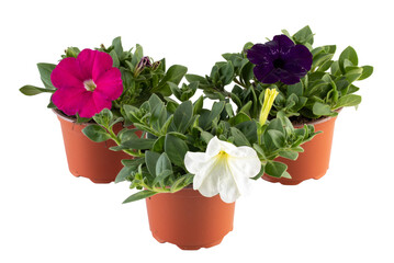 petunia white pink violet blooming big flowers in a pot