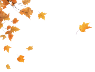 PNG Autumn leaves backgrounds plant maple.