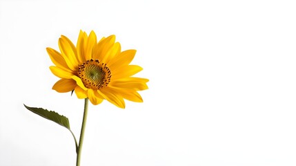 Obraz premium Single sunflower with vivid yellow petals against a clean white backdrop, every petal meticulously detailed, Minimalist, Digital Painting.
