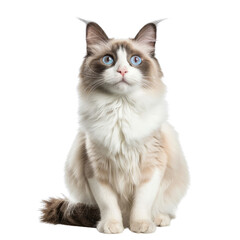 Ragdoll Cat Side View Transparent Background Image