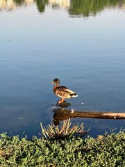duck on the lake