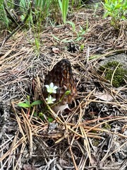 mushroom in the ground