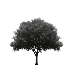 Fototapeta premium Tree Isolated on White Background for Clean Aesthetic