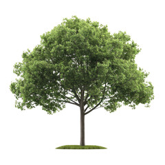 Fototapeta premium Tree on White Background for Minimalist Design Concepts