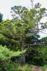 Fototapeta premium 岩尾池