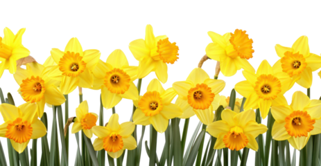 PNG Daffodil flower plant inflorescence.