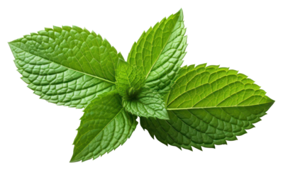 PNG Peppermint leaf plant herbs spearmint.