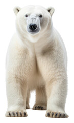 PNG Bear wildlife animal mammal.