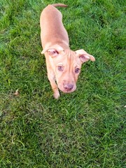 puppy in the grass © Kate