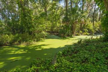 Florida lakes forests and mashlands growth.