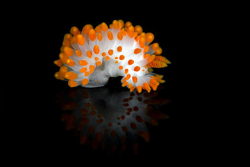 Limacia mcdonaldi from the five-mile outfall pipe, El Segundo