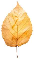 Fototapeta premium PNG Real Pressed a tree leaf plant white background chandelier.