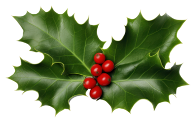 PNG Holly holly plant leaf.