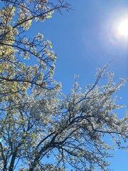 spring blossom against a blue sky