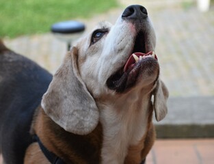 portrait of a dog