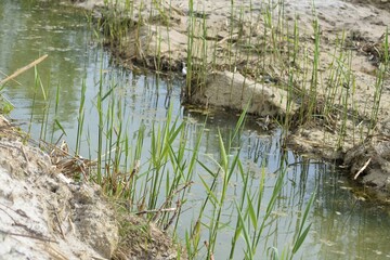river in the forest
