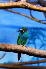 Emerald Toucanet Perched on a Branch - Vibrant Green and Blue Bird