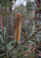 Banksia - Plants of the Australian National Botanic Gardens