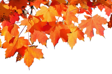 PNG Maple Tree maple tree backgrounds.