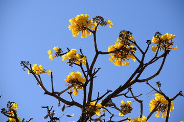 Flores do Cerrado