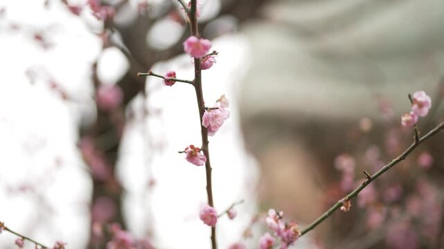 Flower with Pink Cherry Bloosom in Autumn Japon