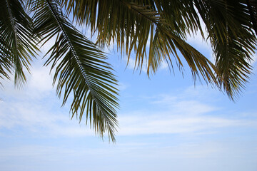 Green leave of coconut palm tree background