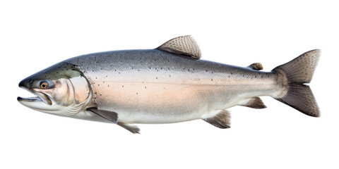 Fototapeta premium PNG Fish animal white background wildlife.