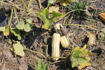 Delicata zeppelin winter squash growing in a farm in Three Rivers, Michigan © John