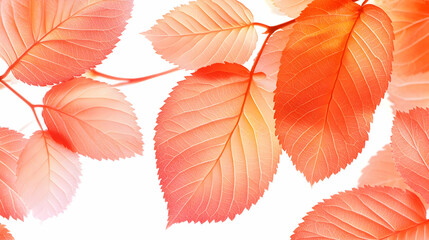 Obraz premium Red Autumn Leaves Close Up