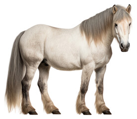 Fototapeta premium PNG Pony horse stallion animal mammal.